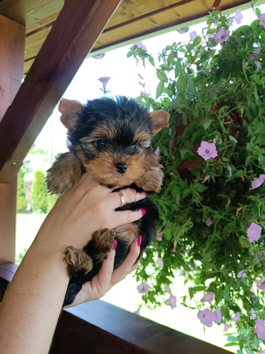 York Terrier Mini Gotowe na zmianę domu