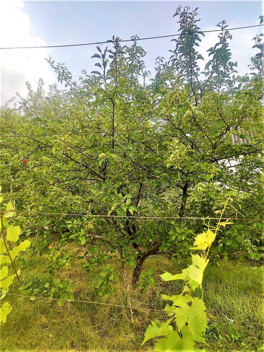 Продам земельну ділянку в с. Коротич (світло, свердловина)