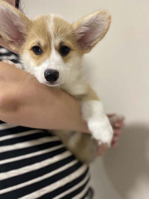 Малюки Вельш Корг