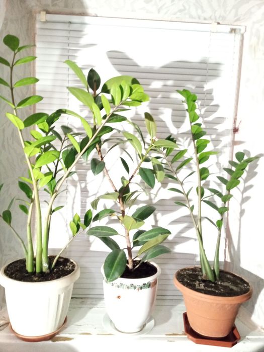 Продам квіти для дома.