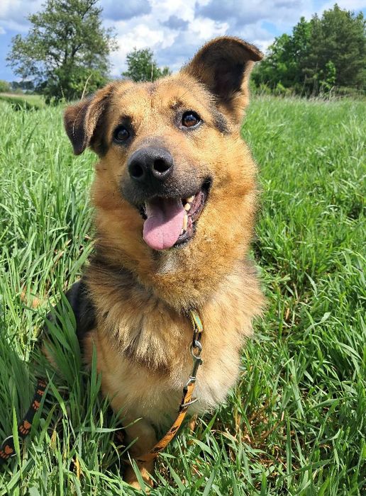 Suchar do pilnej adopcji!