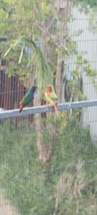 Amandava Amandava (Bengali Mosqueado) ; Diamante Papagaio panache ; Viuva Dominicana