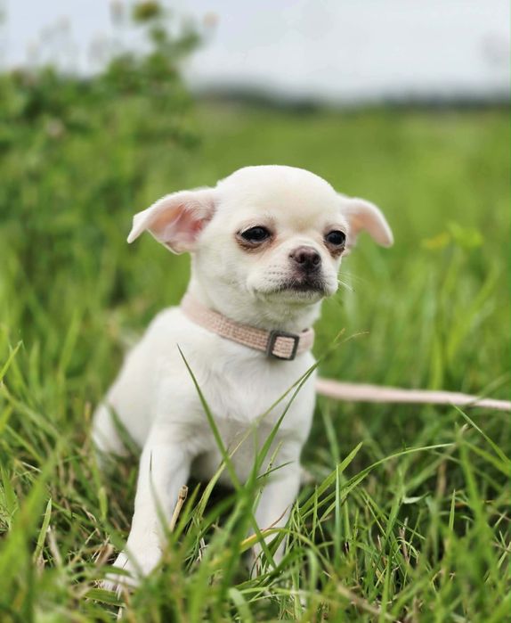 Śliczna suczka chihuahua