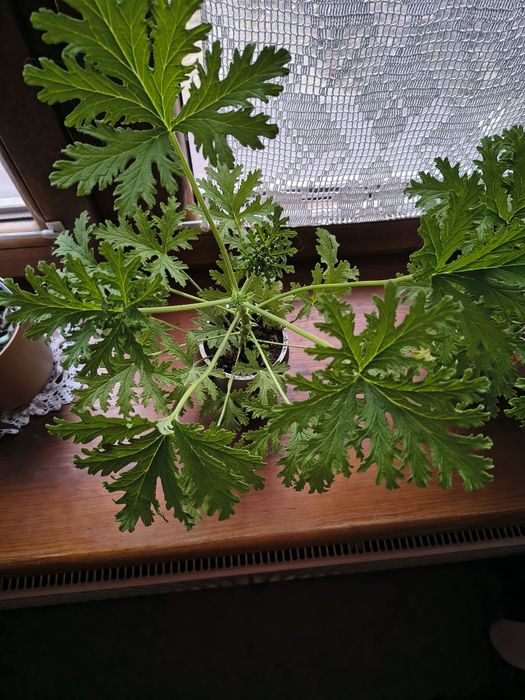 Geranium pelargonia pachnąca anginka  sztuki