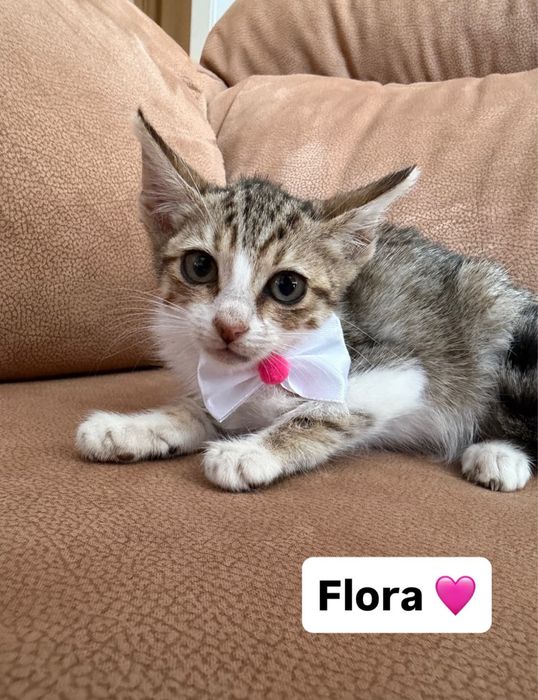 Gatinhos bebés para adocão responsável