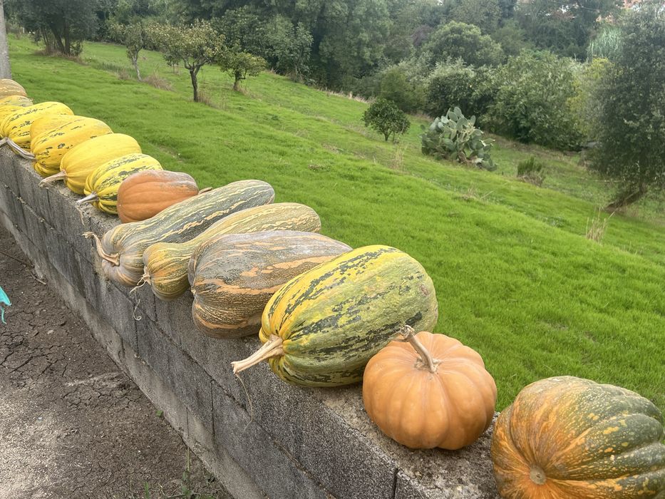 Abóboras Caseiras 0,65€ / Kilo