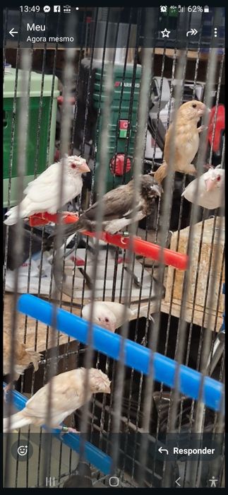 Bengalins de exposição