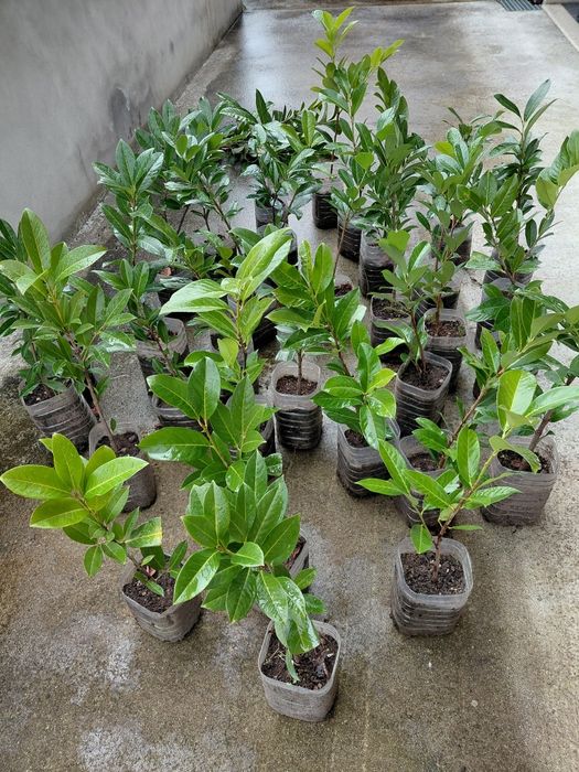 Louro cerejo ( lauros) para sebes