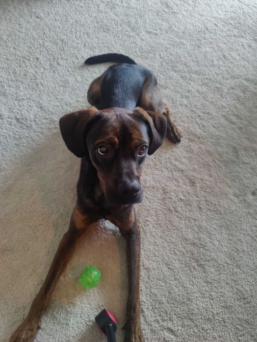 Cão carinhoso procura casa com espaço – não adequado para apartamento
