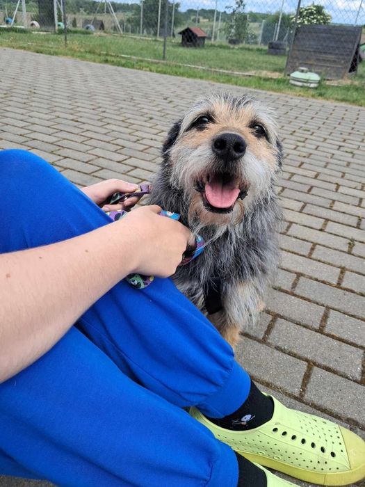 Pokochaj Siwego - nie pozwól umrzeć mu w schronisku