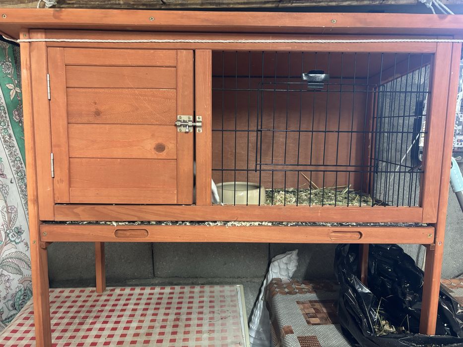 Kit coelho mini Lop bellier
