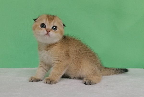 Золотая красоточка Зирка