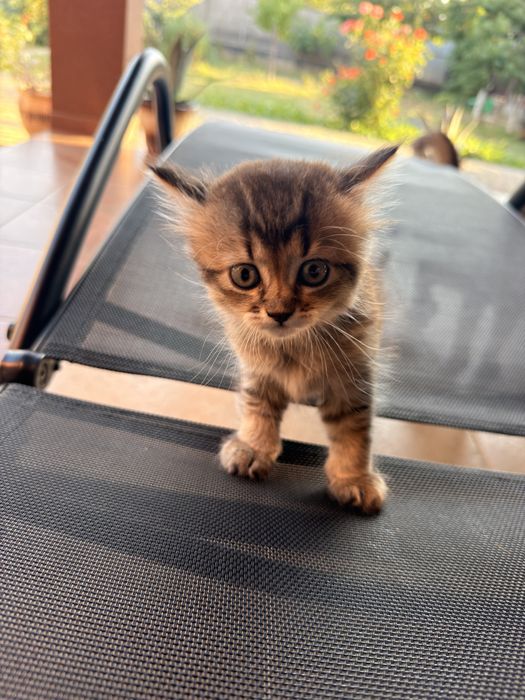 Котик золотоі шиншили