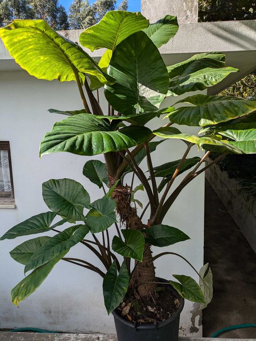 Alocasia gigante