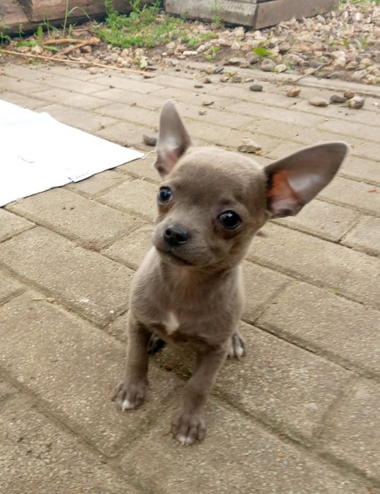 Chihuahua krótkowłosa blue