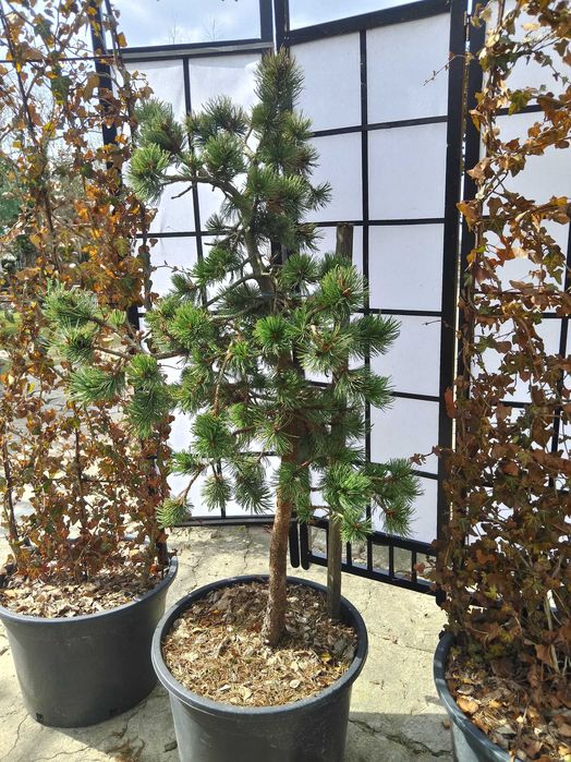 Sosna oscista, pinus aristata