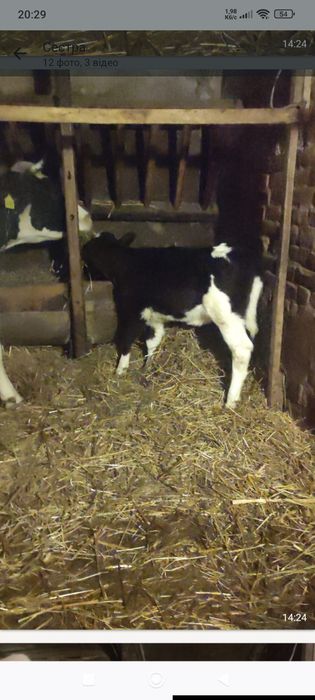 Телятко на тримання