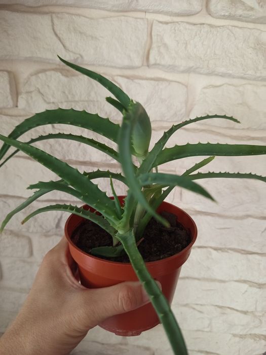 Rosliny lecznicze żyworódka geranium anginka aloes