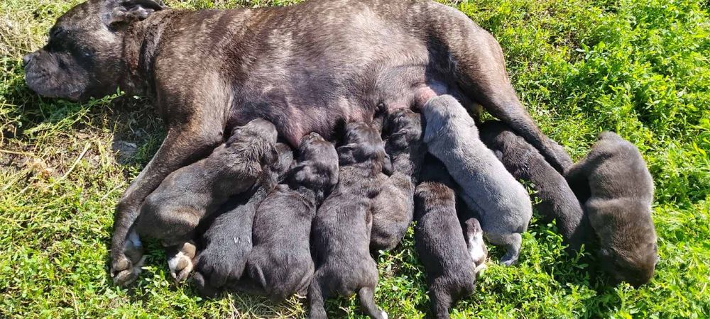 Продам цуценят Кане-Корсо