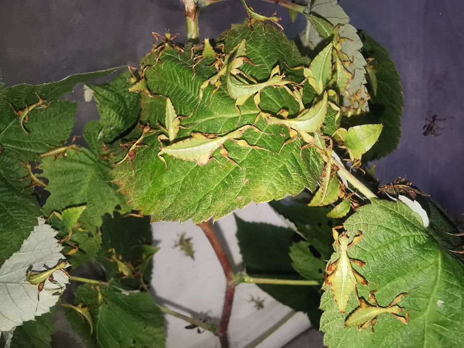 Phyllium Letiranti Tataba, liśćce Tataba