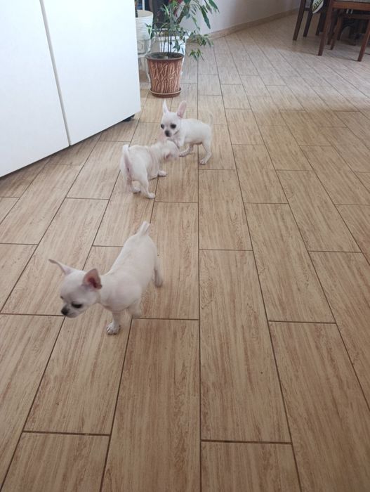 Чіхуахуа — 2 дівчинки та 1 хлопчик