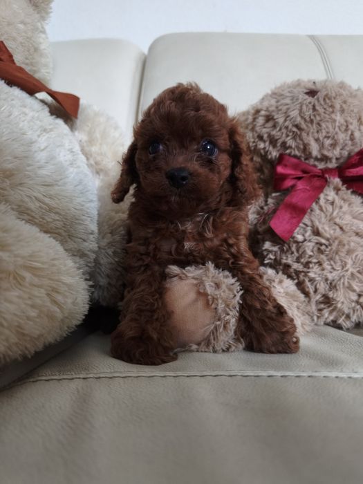 Пудель той міні девочка  и мальчики  Китай и ксу