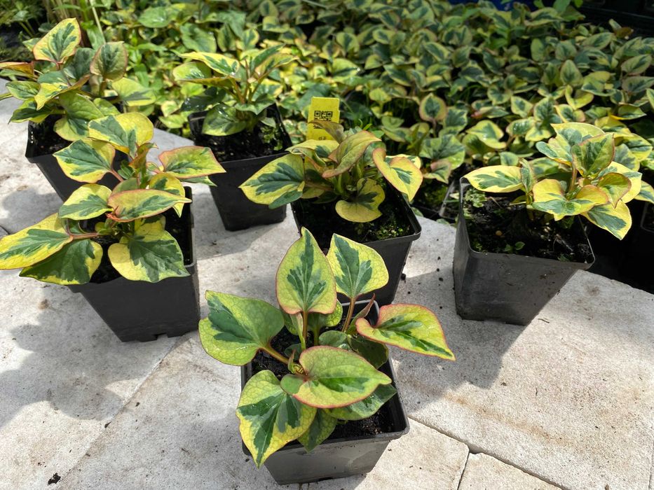 Tułacz pstry 'Chameleon' Houttuynia cordata