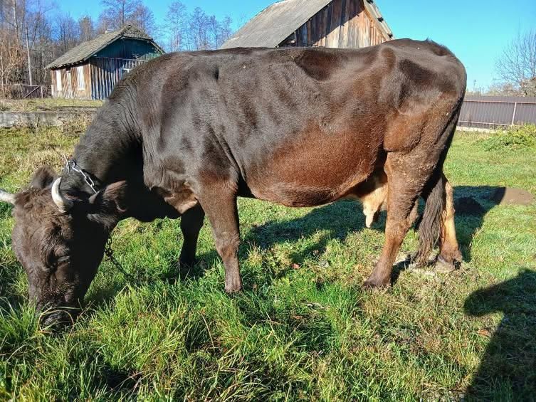 Продається тільна корова