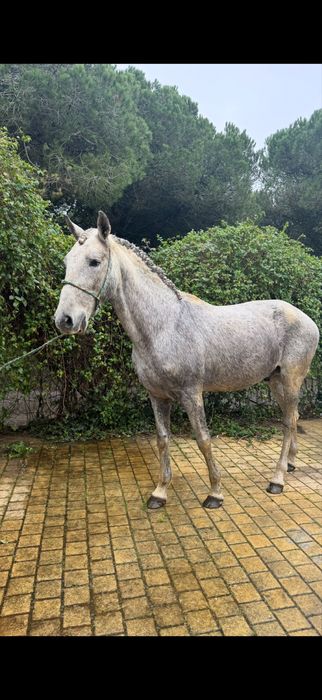 Cavalo bem montado inteiro