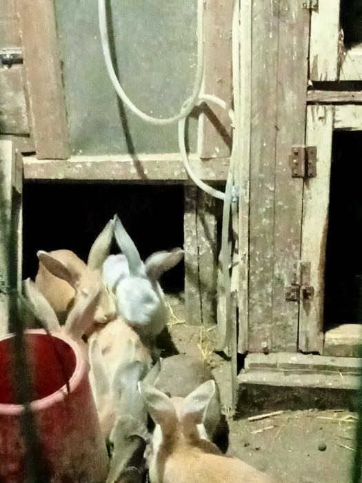 Coelhos Caseiros