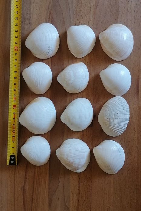 Conjunto de 12 conchas do mar