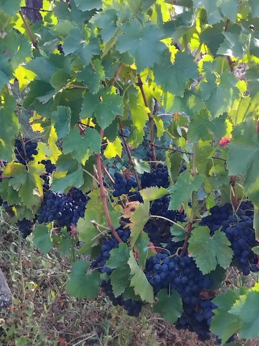 Vendo uvas brancas e tintas para vinho boa qualidade