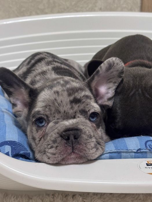 Топ малята французькі бульдоги