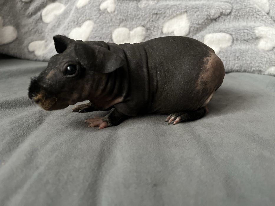 Świnka morska Skinny samiczka 5, wysyłam