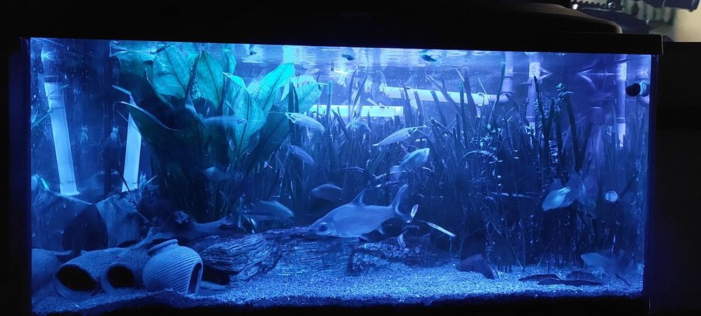 Oswietlenie "nocne do akwarium"