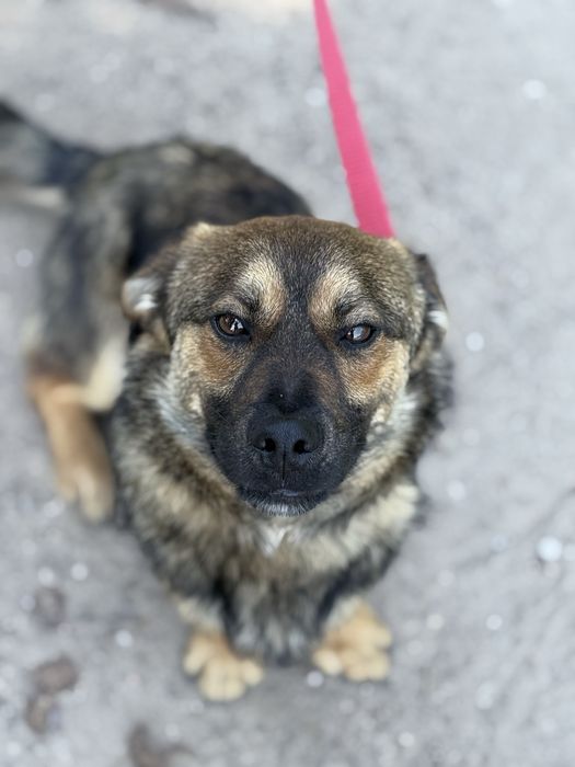 Adoptuj cudownego Tulipanka