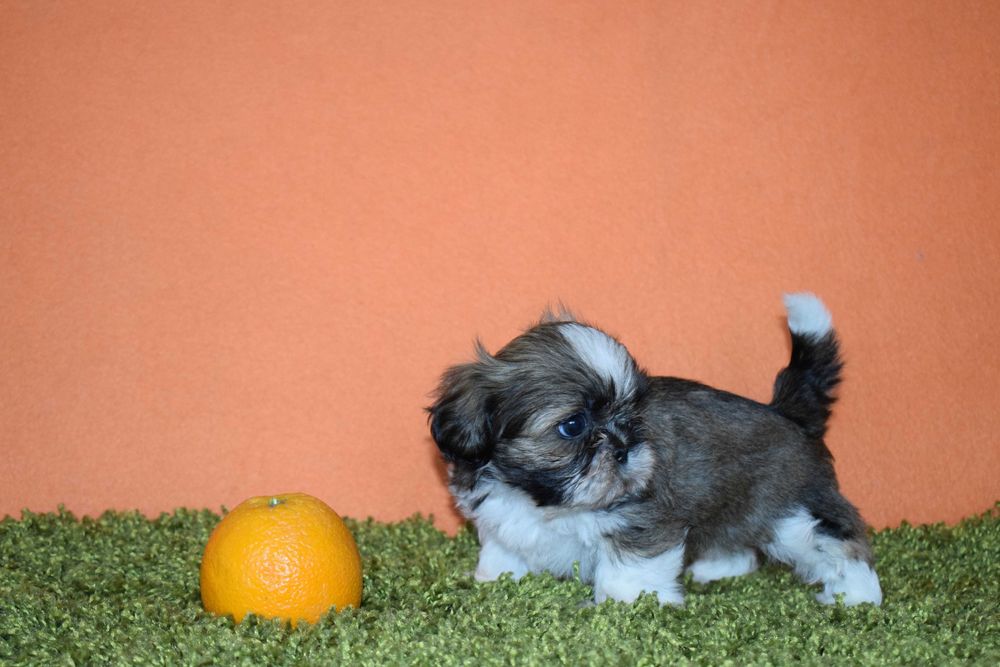 Shih tzu STITCH piesek