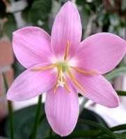 Луковичные комнатные(Зефирантес)