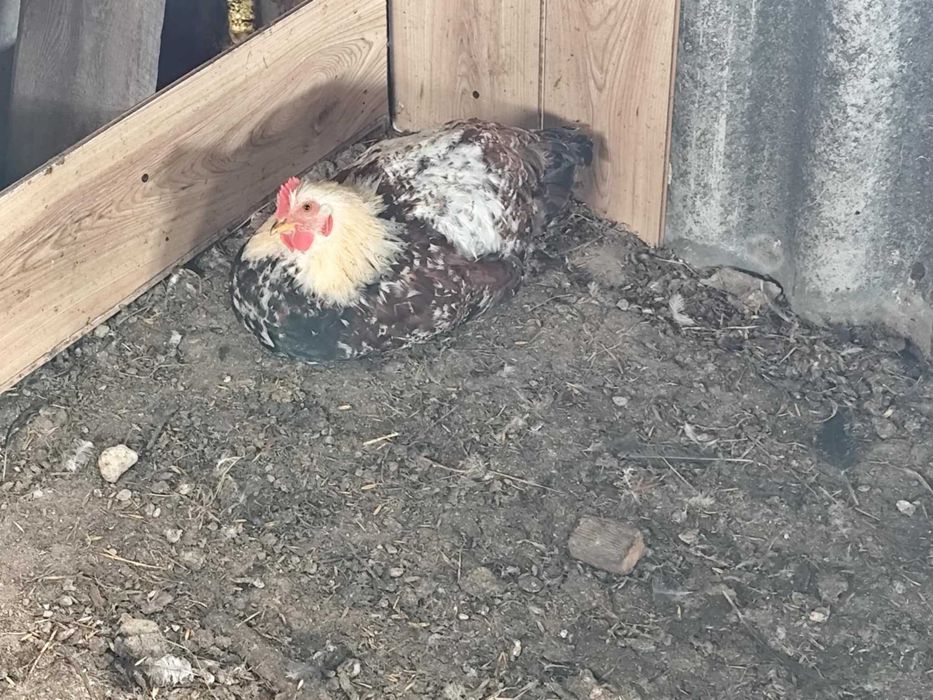 Koguty większe mniejsze