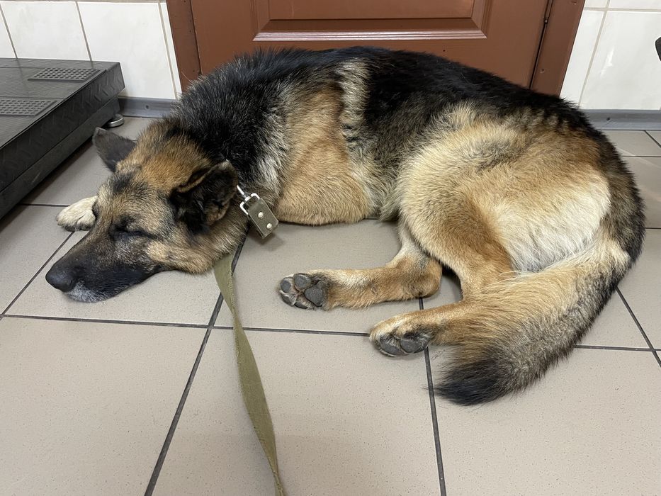 Німецький вівчар в люблячу родину