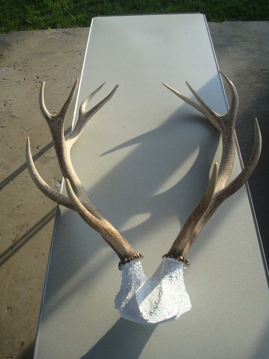 Продаю роги оленя