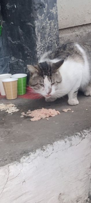 Отдам полосатого кота, молодой