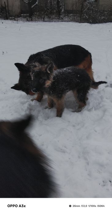 Продаж до  німецьких цуценят