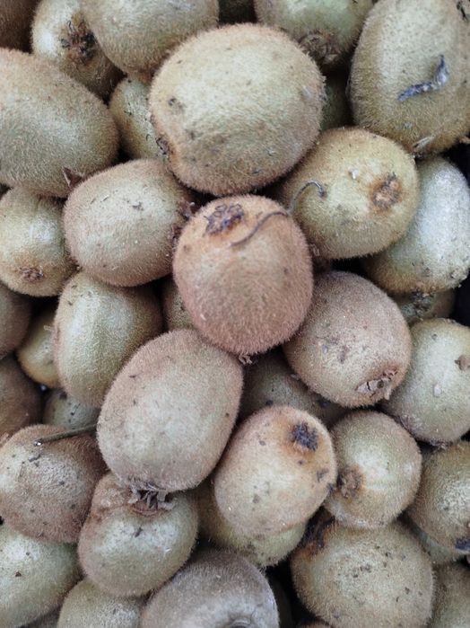 Kiwi a venda excelentes