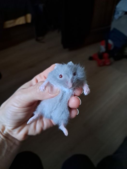 Хом'яки джунгарики