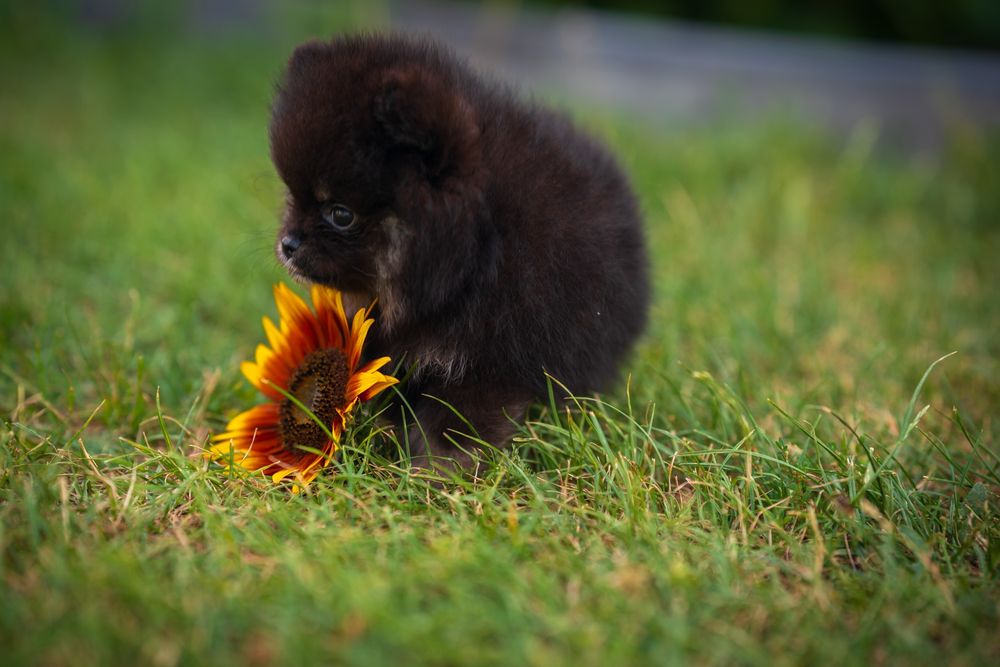 Pomeranian piesek szpic miniaturowy czarny podpalany black and tan