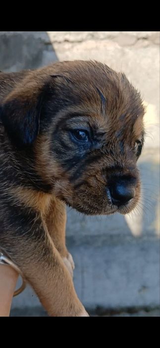Віддам в добрі руки!