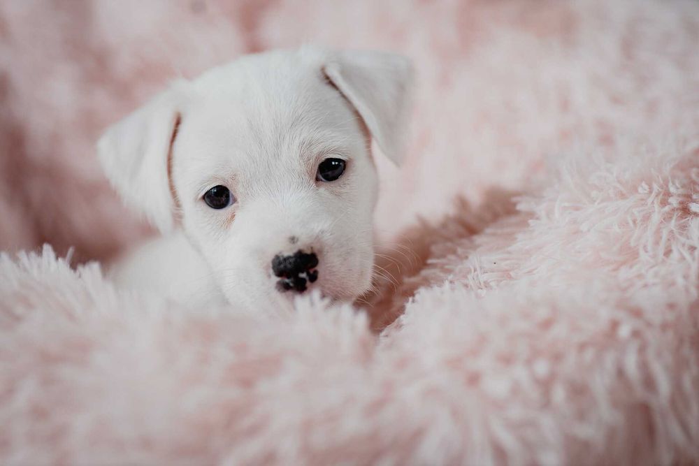 Parson Russell Terrier ZKwP