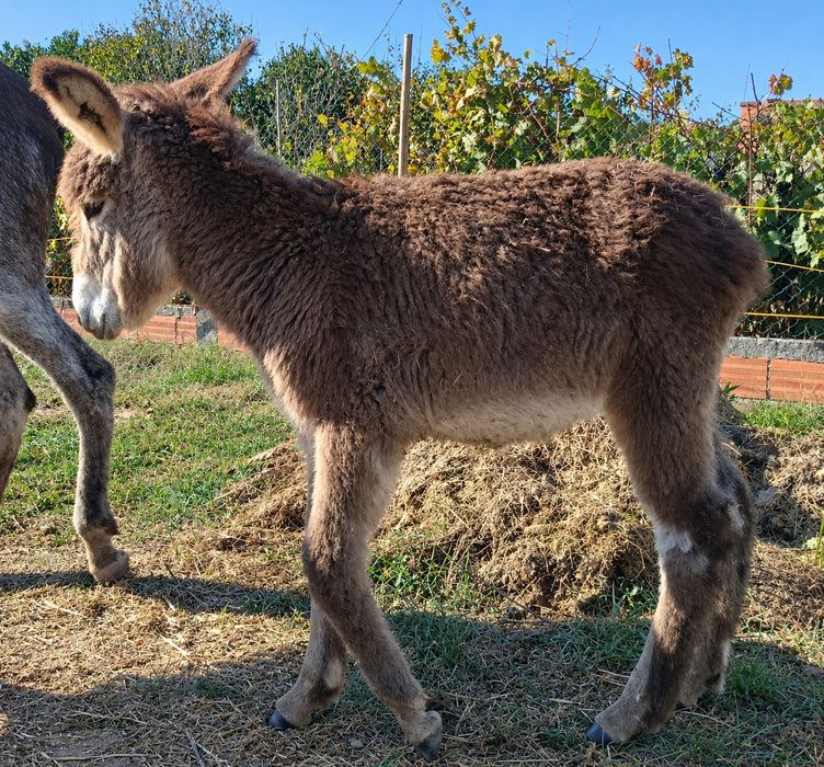 Burro bebe com 4 meses