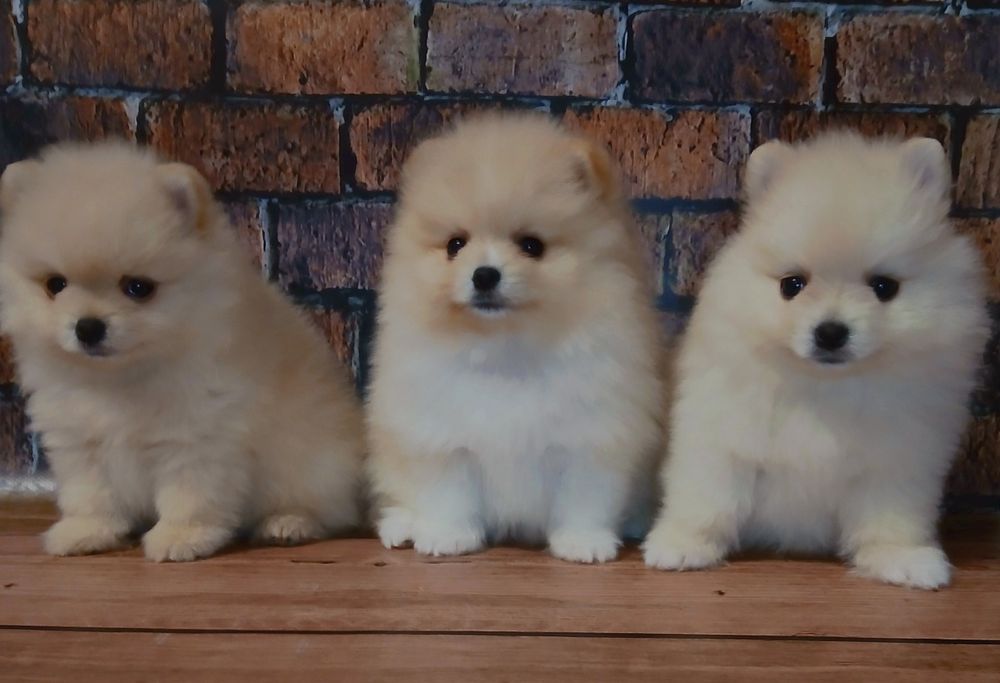 Малюки померанського шпіца